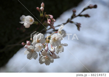 大牟田市 甘木山公園 桜、 大牟田市 甘木山公園 桜、 88214972