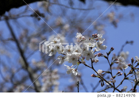 大牟田市 甘木山公園 桜、 大牟田市 甘木山公園 桜、 88214976