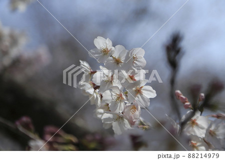 大牟田市 甘木山公園 桜、 大牟田市 甘木山公園 桜、 88214979