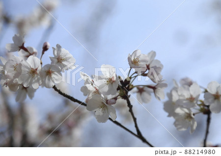 大牟田市 甘木山公園 桜、 大牟田市 甘木山公園 桜、 88214980