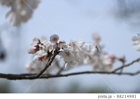 大牟田市 甘木山公園 桜、 大牟田市 甘木山公園 桜、 88214991