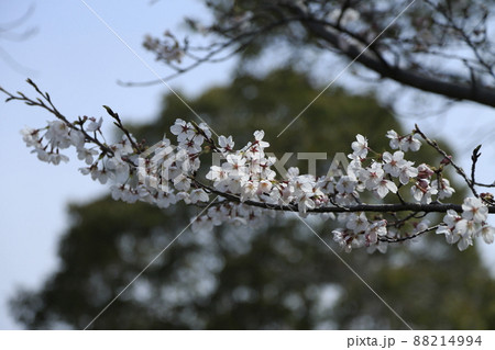 大牟田市 甘木山公園 桜、 大牟田市 甘木山公園 桜、 88214994