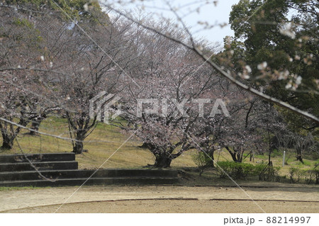 大牟田市 甘木山公園 桜、 大牟田市 甘木山公園 桜、 88214997