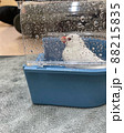 水浴び中一休みをする文鳥 88215835