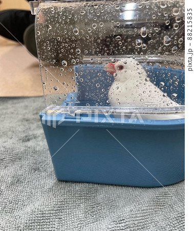 水浴び中一休みをする文鳥 水浴び中一休みをする文鳥 88215835