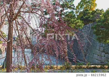 京都 二条城の春景色 京都 二条城の春景色 88215962