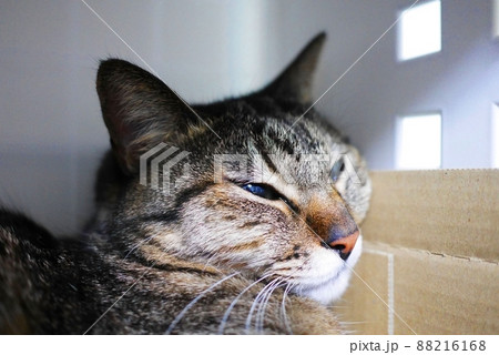 眠そうにしている猫　薄目を開けている 88216168