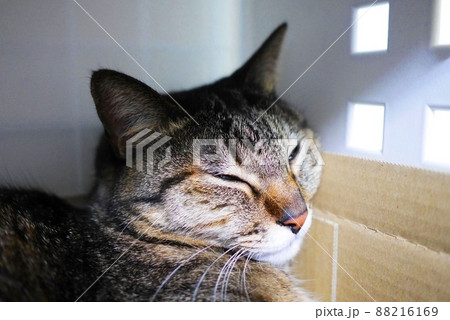 眠そうにしている猫　ほんの少し薄目を開けている 88216169