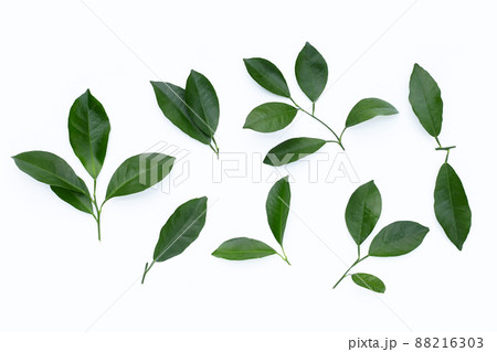 Citrus leaves on white background. 88216303