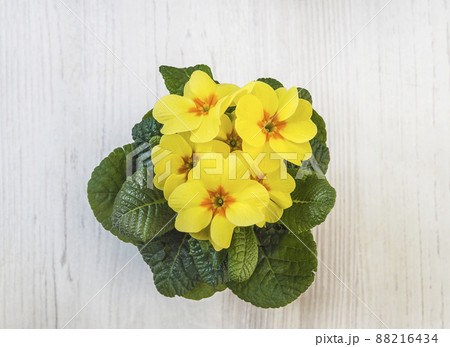Yellow primula or primrose in pot top view on white wooden background 88216434