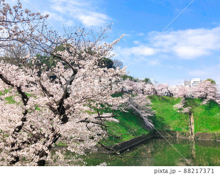 東京九段・牛ヶ淵の桜並木 東京九段・牛ヶ淵の桜並木 88217371