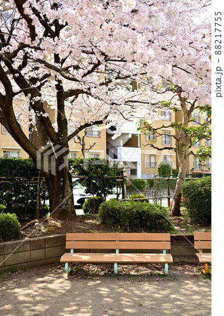 (花の風景)団地の公園に春がきた 桜の公園とベンチ (花の風景)団地の公園に春がきた 桜の公園とベンチ 88217755