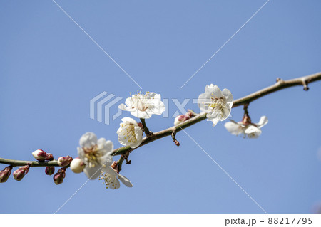 青空と「堤梅団地」の梅の花 宮城県大河原町 青空と「堤梅団地」の梅の花 宮城県大河原町 88217795