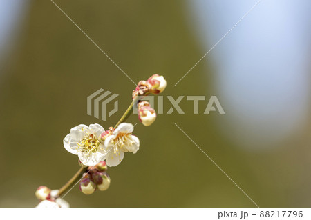 青空と「堤梅団地」の梅の花　宮城県大河原町 88217796