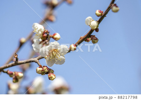 青空と「堤梅団地」の梅の花　宮城県大河原町 88217798