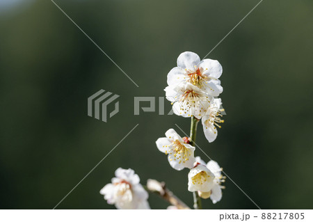青空と「堤梅団地」の梅の花 宮城県大河原町 青空と「堤梅団地」の梅の花 宮城県大河原町 88217805