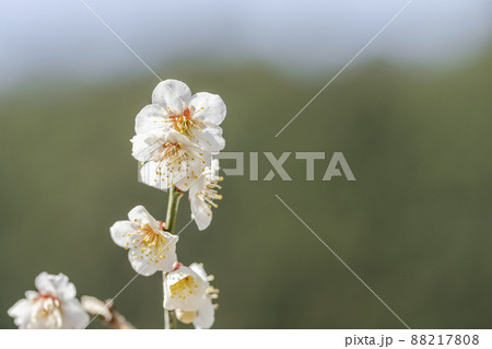 青空と「堤梅団地」の梅の花 宮城県大河原町 青空と「堤梅団地」の梅の花 宮城県大河原町 88217808