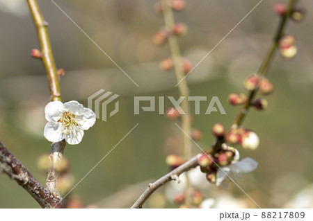 青空と「堤梅団地」の梅の花 宮城県大河原町 青空と「堤梅団地」の梅の花 宮城県大河原町 88217809