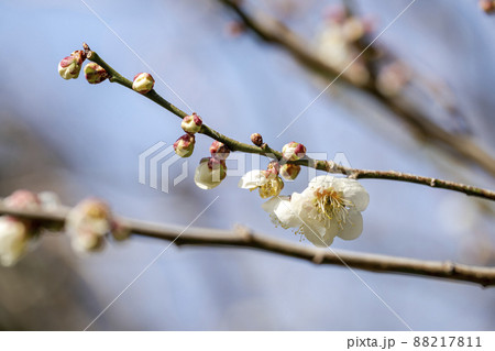 青空と「堤梅団地」の梅の花　宮城県大河原町 88217811