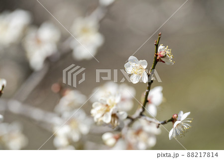 青空と「堤梅団地」の梅の花　宮城県大河原町 88217814