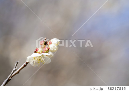 青空と「堤梅団地」の梅の花 宮城県大河原町 青空と「堤梅団地」の梅の花 宮城県大河原町 88217816