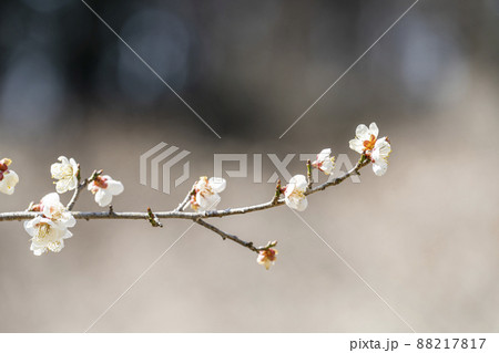 青空と「堤梅団地」の梅の花　宮城県大河原町 88217817