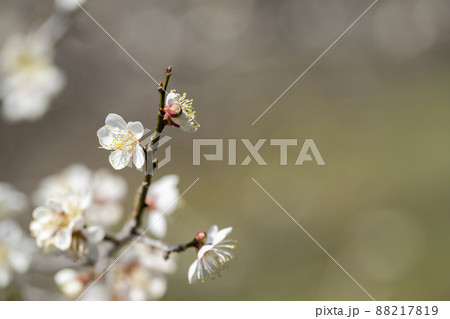 青空と「堤梅団地」の梅の花 宮城県大河原町 青空と「堤梅団地」の梅の花 宮城県大河原町 88217819