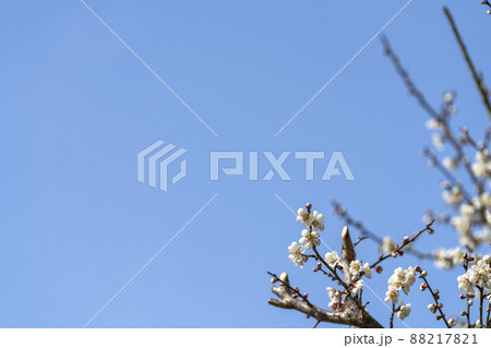 青空と「堤梅団地」の梅の花　宮城県大河原町 88217821