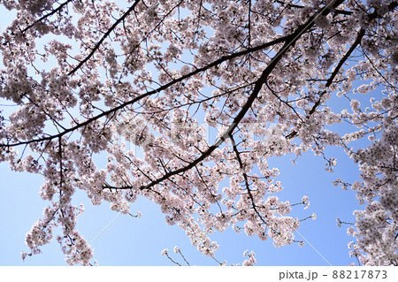（フラワーツーリズム）晴天の日に桜が満開 逆光 88217873