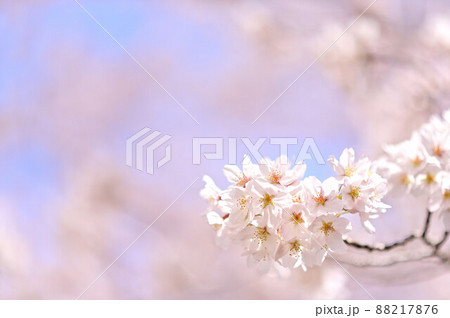 (花の風景)桜さく枝一つ 柔らかい日差しの明るいイメージ (花の風景)桜さく枝一つ 柔らかい日差しの明るいイメージ 88217876