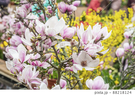 Blossoming of pink magnolia flowers in spring garden, natural seasonal background Blossoming of pink magnolia flowers in spring garden, natural seasonal background 88218124