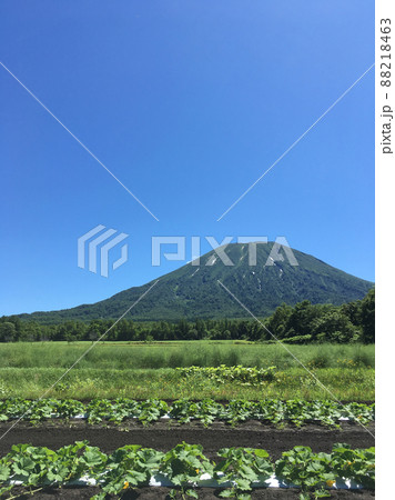 かぼちゃ畑と羊蹄山 88218463