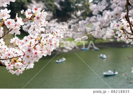 千鳥ヶ淵の桜とお濠のボートのイメージ 千鳥ヶ淵の桜とお濠のボートのイメージ 88218835