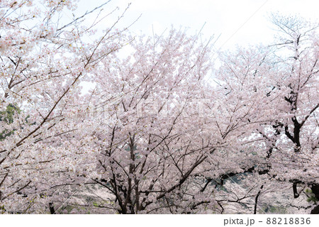春、満開の桜のイメージ 春、満開の桜のイメージ 88218836