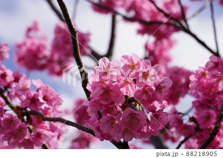横浜緋桜 ~横浜公園~ 横浜緋桜 ~横浜公園~ 88218905