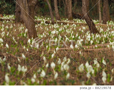 木道のあるミズバショウの群生地 五泉市水芭蕉公園 木道のあるミズバショウの群生地 五泉市水芭蕉公園 88219078