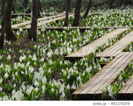 木道のあるミズバショウの群生地　五泉市水芭蕉公園 88219209