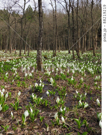木道のあるミズバショウの群生地 五泉市水芭蕉公園 木道のあるミズバショウの群生地 五泉市水芭蕉公園 88219219