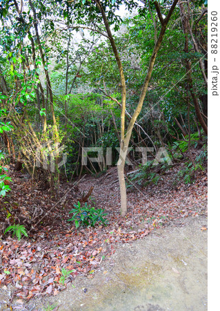 一宮城　続日本100名城 88219260