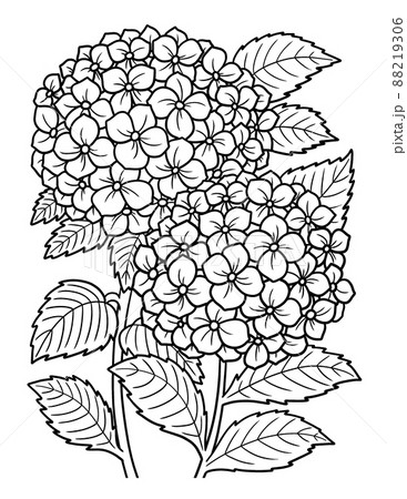 Hydrangea Flower Coloring Page for Adults 88219306