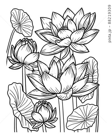 Lotus Flower Coloring Page for Adults 88219309