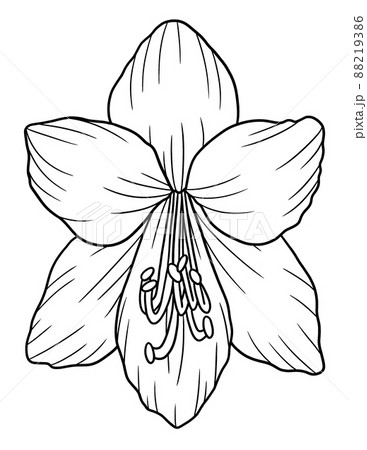 amaryllis coloring pages