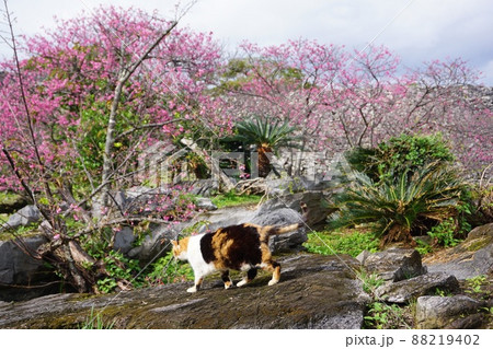 今帰仁城の桜 今帰仁城の桜 88219402