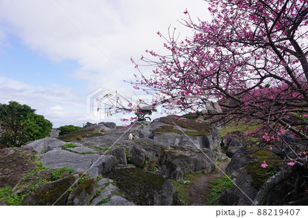 今帰仁城の八重桜 今帰仁城の八重桜 88219407