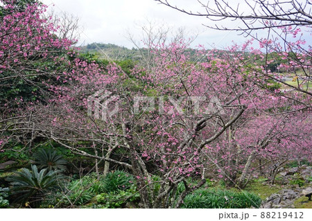 桜の咲き乱れる城跡 桜の咲き乱れる城跡 88219412