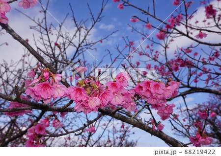 桜 桜 88219422