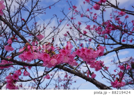 桜 桜 88219424