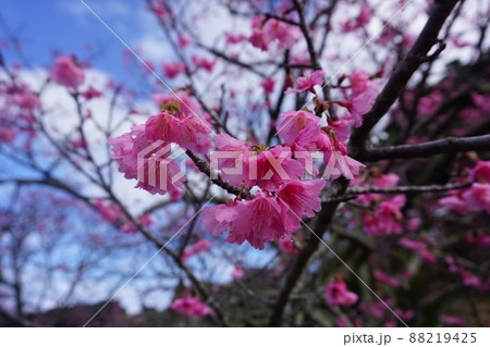 桜 桜 88219425