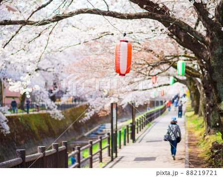 郊外の住宅地　満開の桜トンネル 88219721