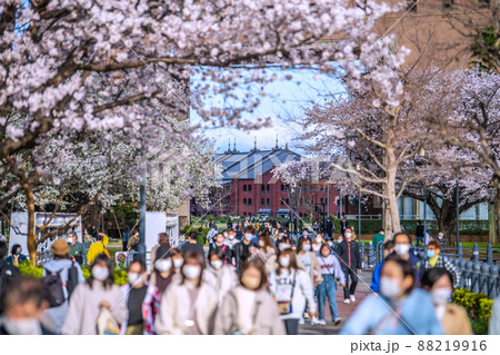 日本の横浜都市景観 解除されたまん延防止…満開の桜に花見客で賑わう汽車道・奥は赤レンガ倉庫…30日　 88219916